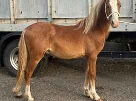 Welsh a type yearling colt