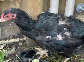 Asiil shamo for sale with two baby in Birmingham