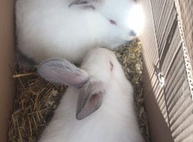 2- 8 week old rabbits unsexed