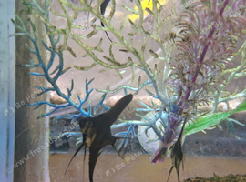 Angel fish (black vail/common striped)