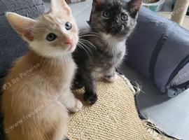 Lovely kittens for sale, ready for new home
