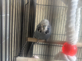 I have got a exhibition Budgie for sale