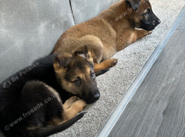 German shepherd sable coloured bitch. Un neutered. 6 month old . Fed royal canin.