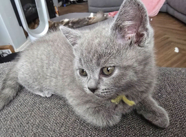 Pure bread British Shorthair kittens