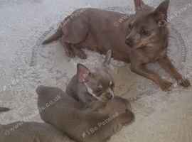 Chihuahua pups
