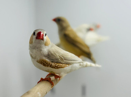 Zebra finches