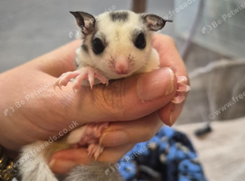 Ringtail mosaic male 100%het leu