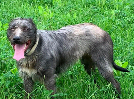 Bullgreyhound  deerhound greyhound wheaten