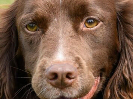 English springer spaniel