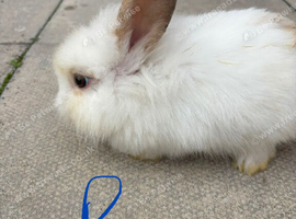 Lionhead baby
