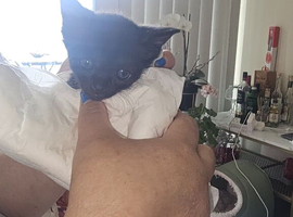 BRIGHT BLUE EYES..SPHYNX X persian cat   READY NOW!
