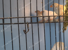 6 Pairs of Zebra Finches