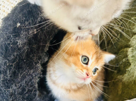 Golden Scottish Fold Kittens and Cats for sale in Dorset | Freeads Pets