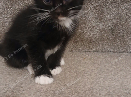 1 Boy kitten available. 6 weeks old