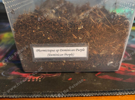 Phormictopus sp Dominican Purple