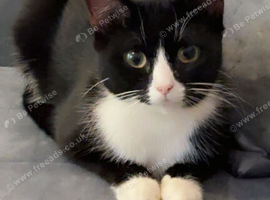 Female cat 2 years old