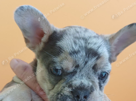 French Bulldog Puppies