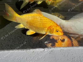 Koi carp for sale