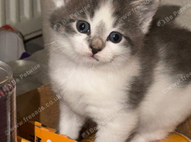 2 beautiful (Norwegian forest cat mix) kittens
