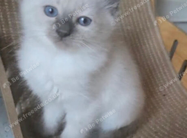 Beautiful 10 weeks old ragdoll