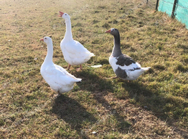 Trio of geese