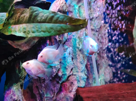 Rehoming group of mixed tropical fishes