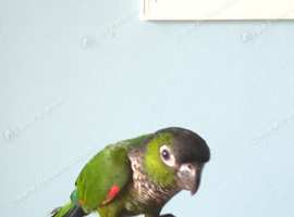 Hand reared black capped conure