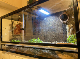 San diago gopher snake CW full setup