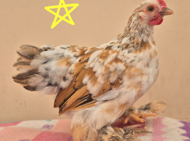 Pekin bantem cockeril.