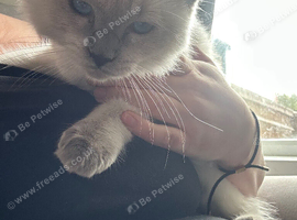 Beautiful ragdoll kitten girl