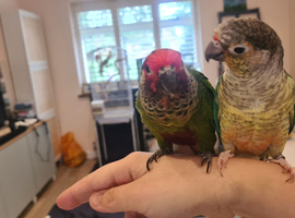 Two bonded conures