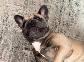 French bulldog (age 2)