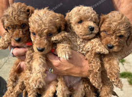 6 Beautiful Cockapoos