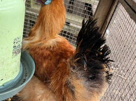 Two silkie boys