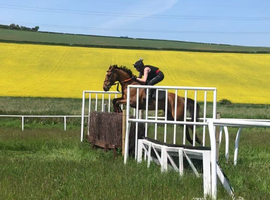 Tb gelding