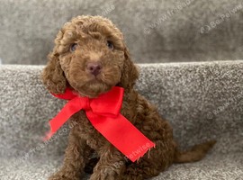 Pra clear miniture cockapoo puppies