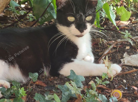 Black and white mother of two litter small and sweet
