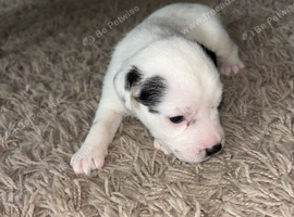 Jack Russell cross pups