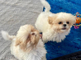 Shih Tzu's