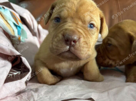 Dogue de bordeaux pups