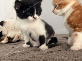 3 x kittens for sale