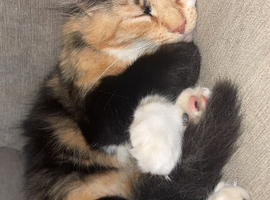 4 kittens looking for a new home