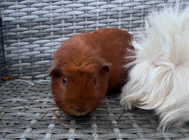 Female guinea pigs