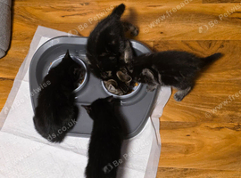 1 male house panther kitten left