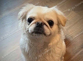 Beautiful long haired pug