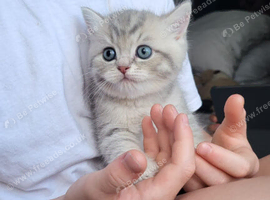 Kittens