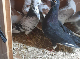 Pigeons