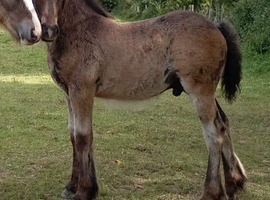Dark Bay traditional colt foal