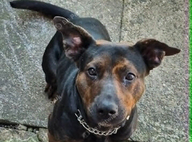 German shepherd cross staffy Milli