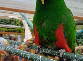 Eclectus